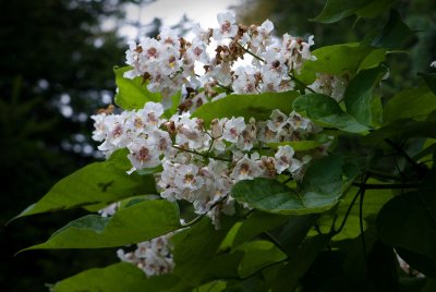 Catalpa bignoides - katalpa trubačovitá - květy